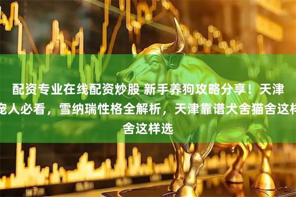 配资专业在线配资炒股 新手养狗攻略分享！天津养宠人必看，雪纳瑞性格全解析，天津靠谱犬舍猫舍这样选